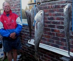 Mooi kabeljou vir Wikkie